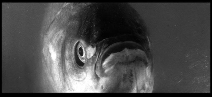 screen-shot-2016-11-11-at-2-36-36-pm